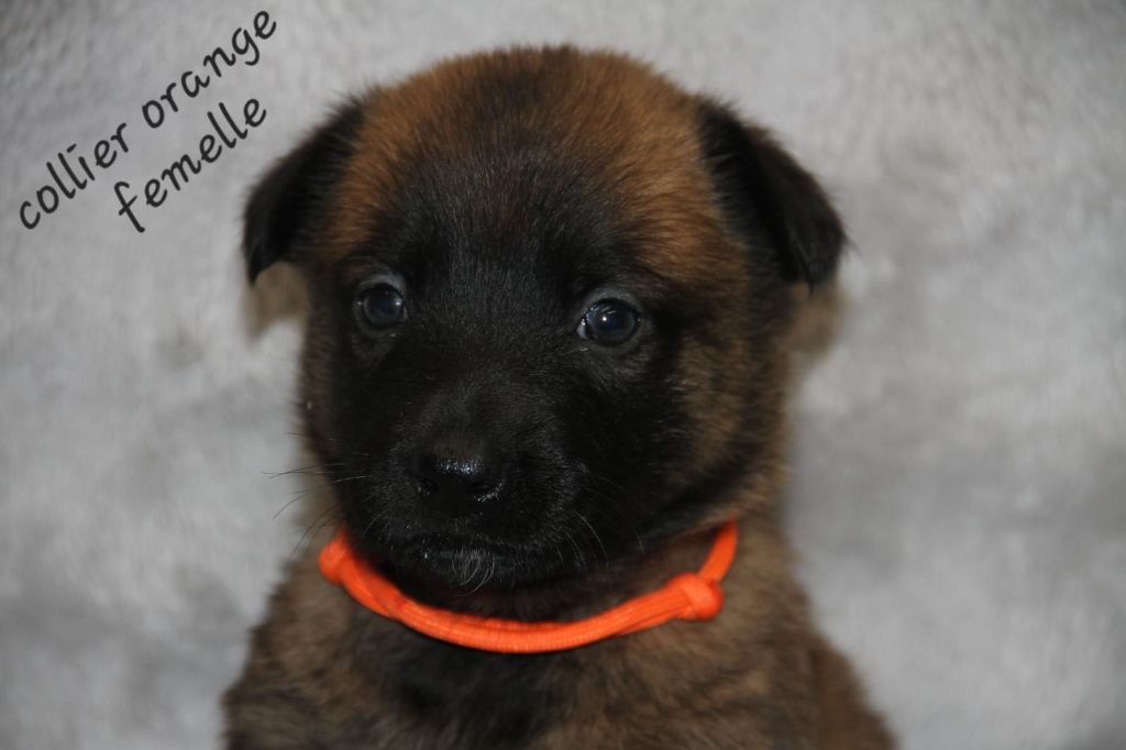 Des Gardiens De La Sure - Chiots disponibles - Berger Belge