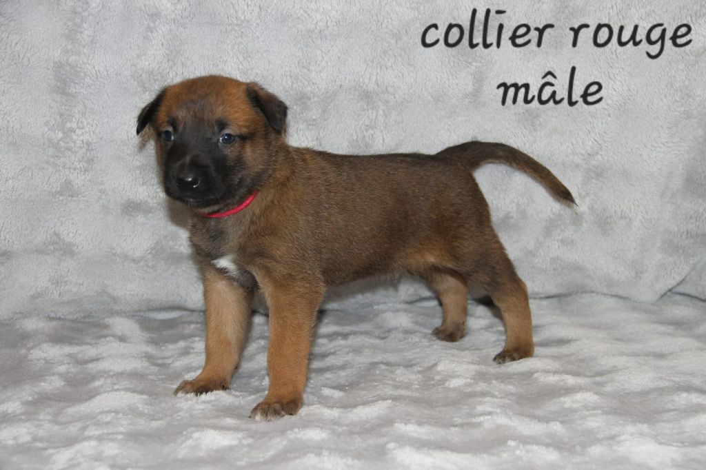 Des Gardiens De La Sure - Chiots disponibles - Berger Belge