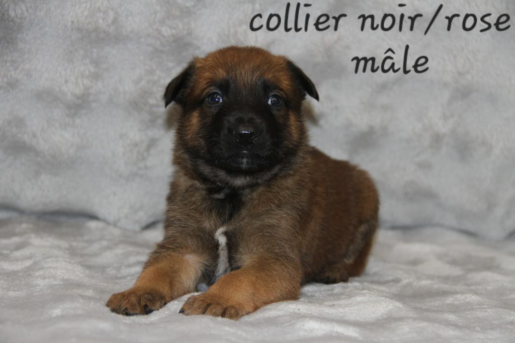 Des Gardiens De La Sure - Chiots disponibles - Berger Belge